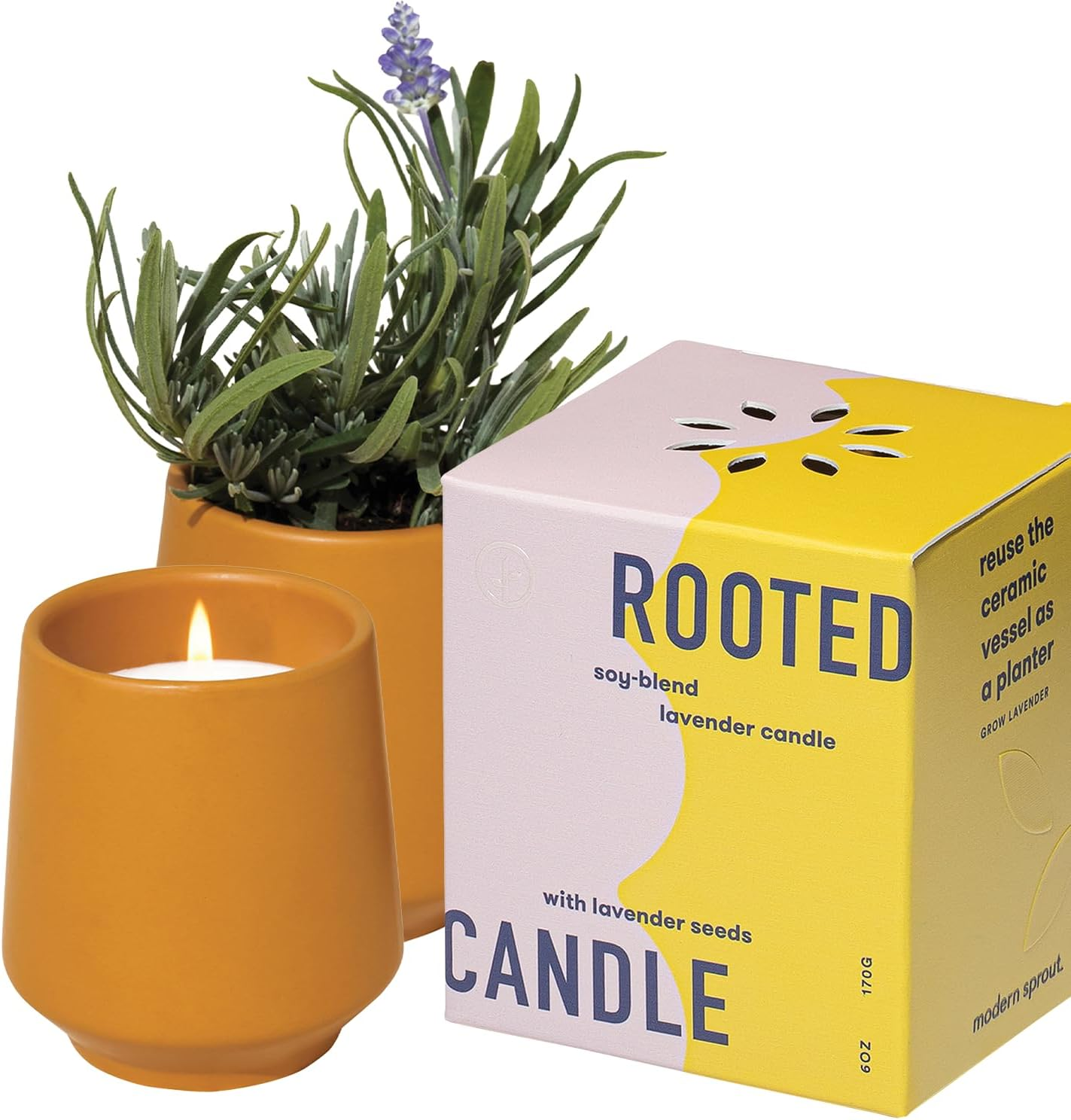 Modern Sprout Rooted Soy Candle Planter in golden ceramic vessel with ROOTED box and lavender plant on white background